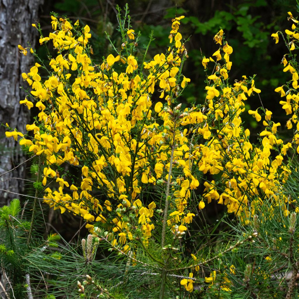 Edelginster (Samen) - Cytisus scoparius