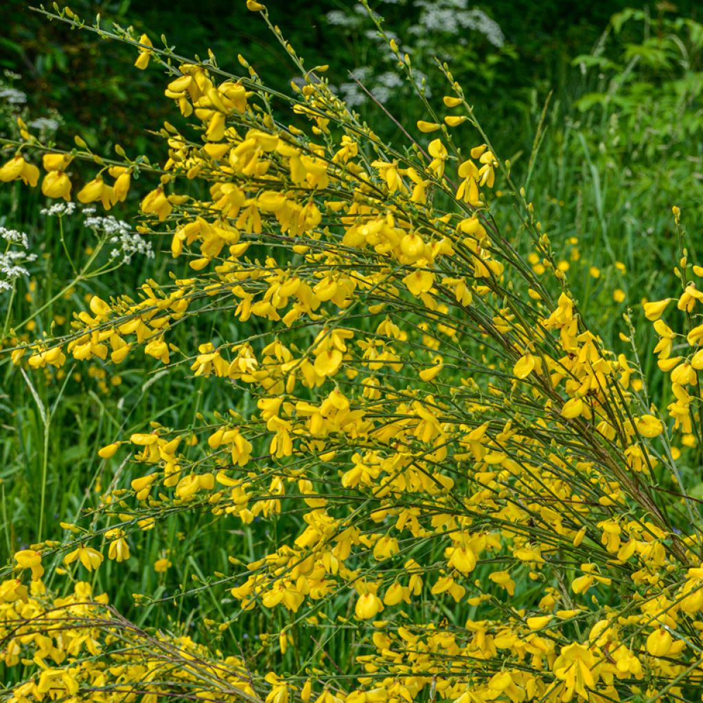 Edelginster (Samen) - Cytisus scoparius