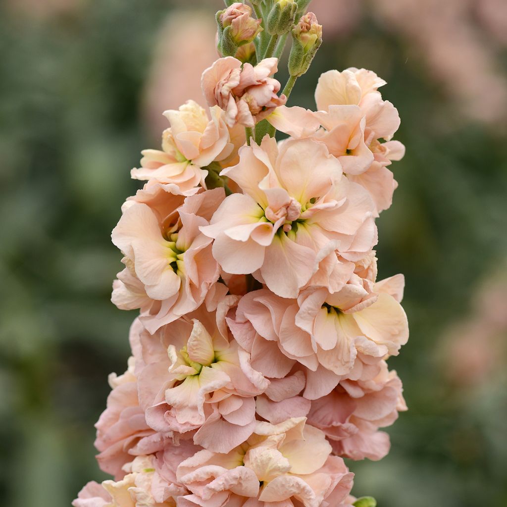 Levkoje quarantaine Classic Apricot (Samen) - Matthiola incana