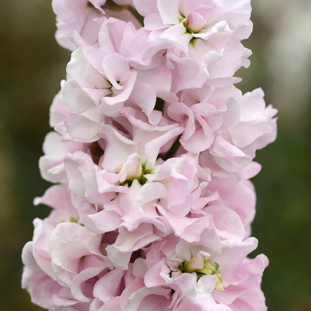 Levkoje quarantaine Classic Malmaison Pink (Samen) - Matthiola incana