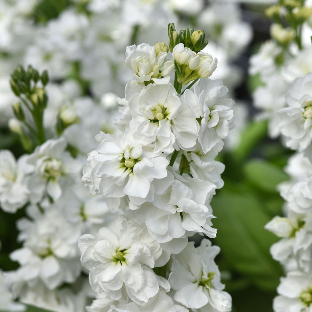 Levkoje quarantaine Katz Hi double White (Samen) - Matthiola incana