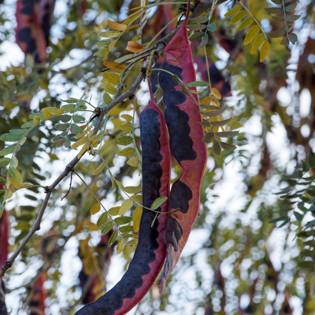 Gleditsia triacanthos f.inermis (Samen) - Gleditschie