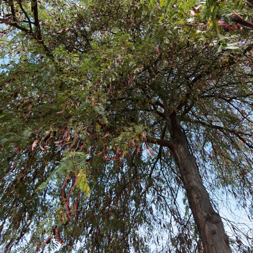 Gleditsia triacanthos f.inermis (Samen) - Gleditschie