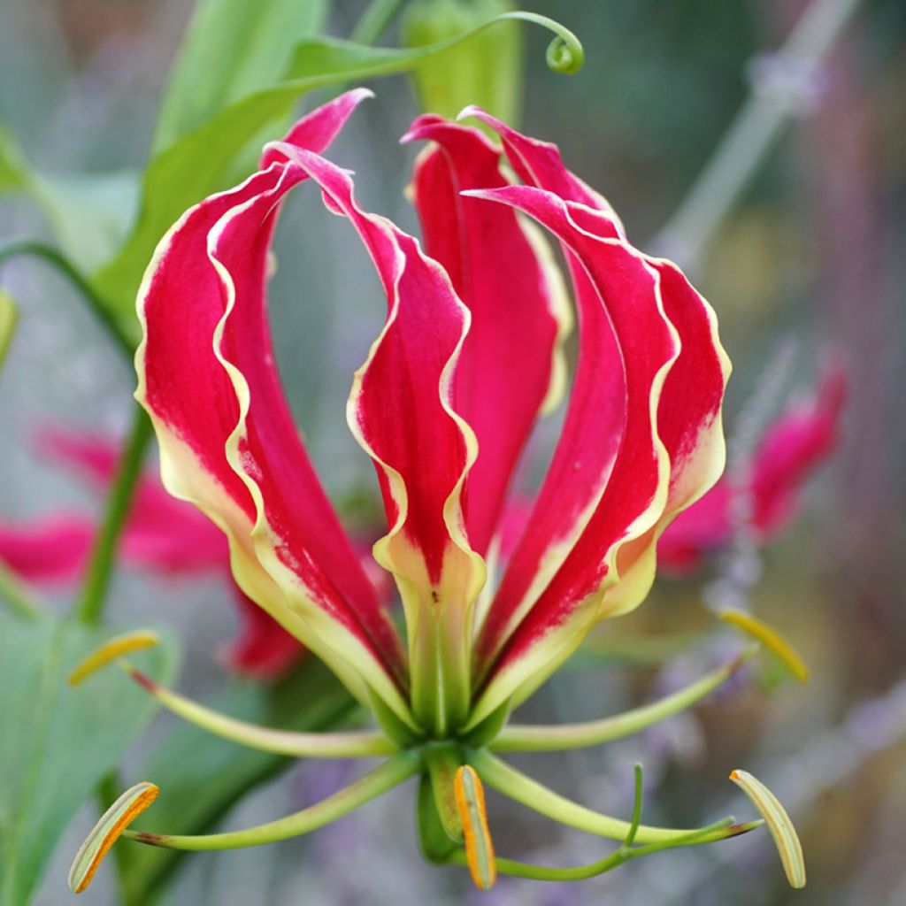 Gloriosa superba var. rothschildiana (Samen) - Ruhmeskrone