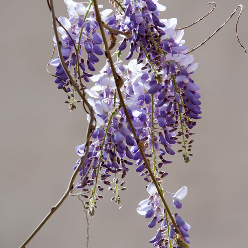 Wisteria sinensis (Samen) - Chinesische Glyzinie
