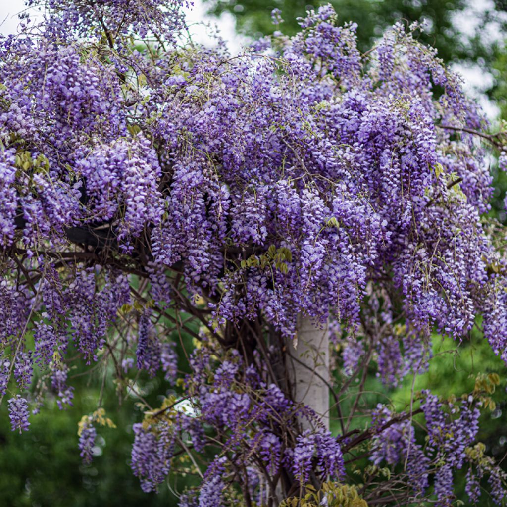 Wisteria sinensis (Samen) - Chinesische Glyzinie