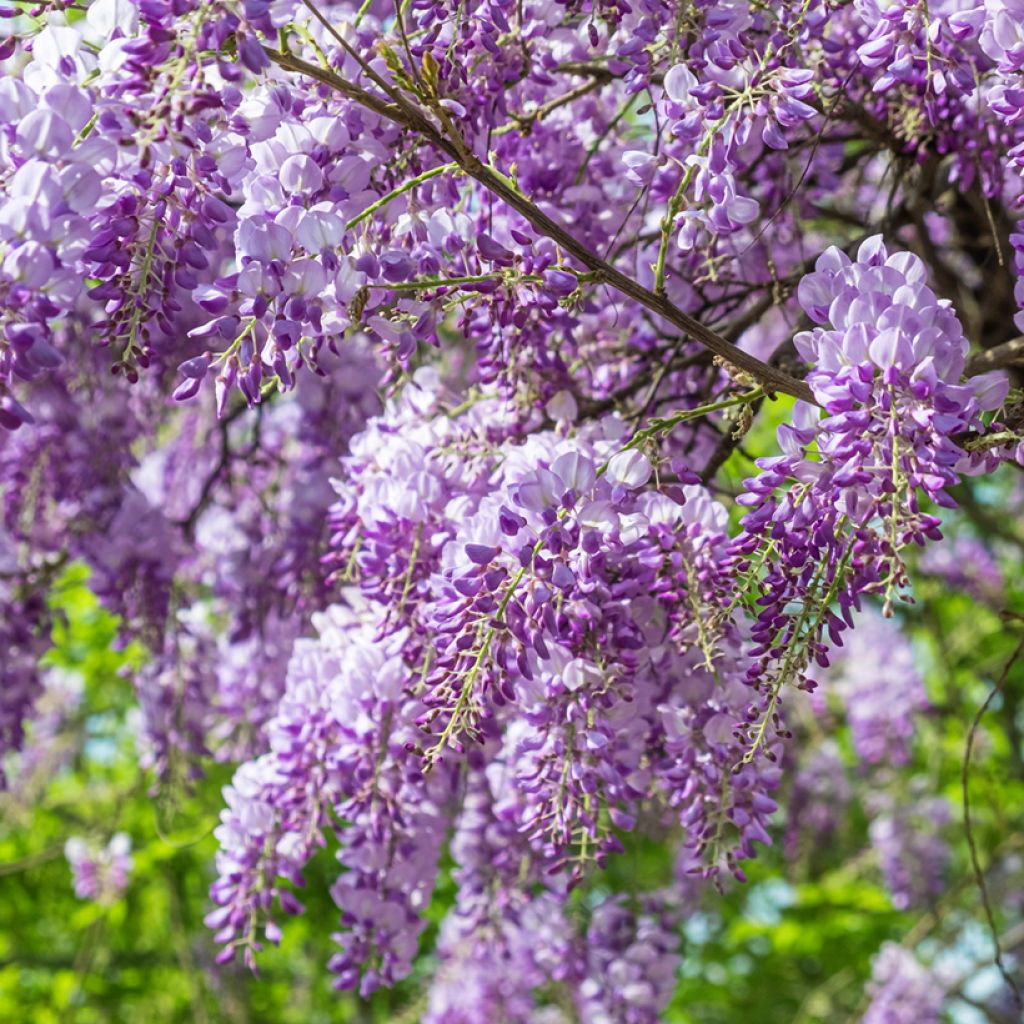Wisteria sinensis (Samen) - Chinesische Glyzinie