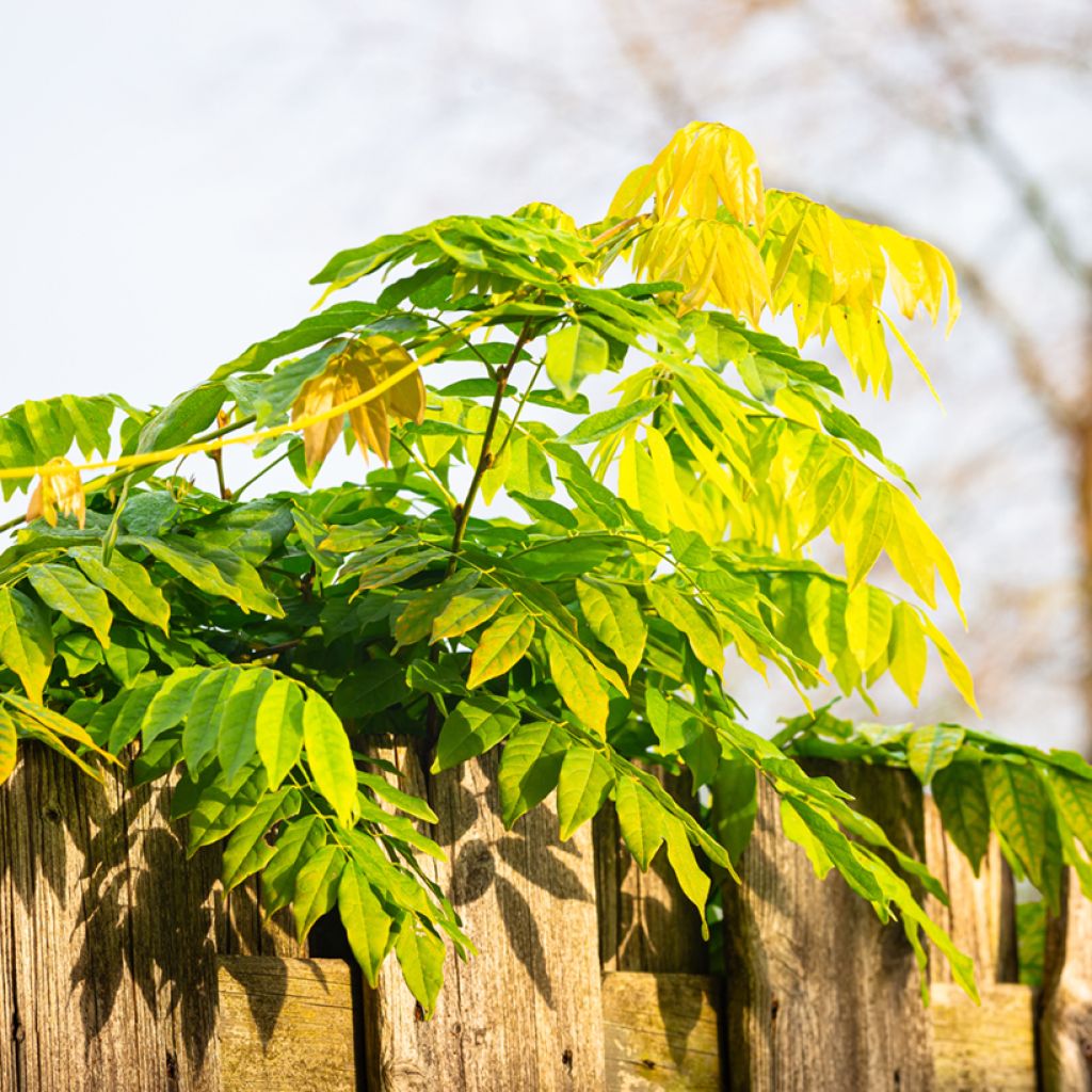 Wisteria sinensis (Samen) - Chinesische Glyzinie