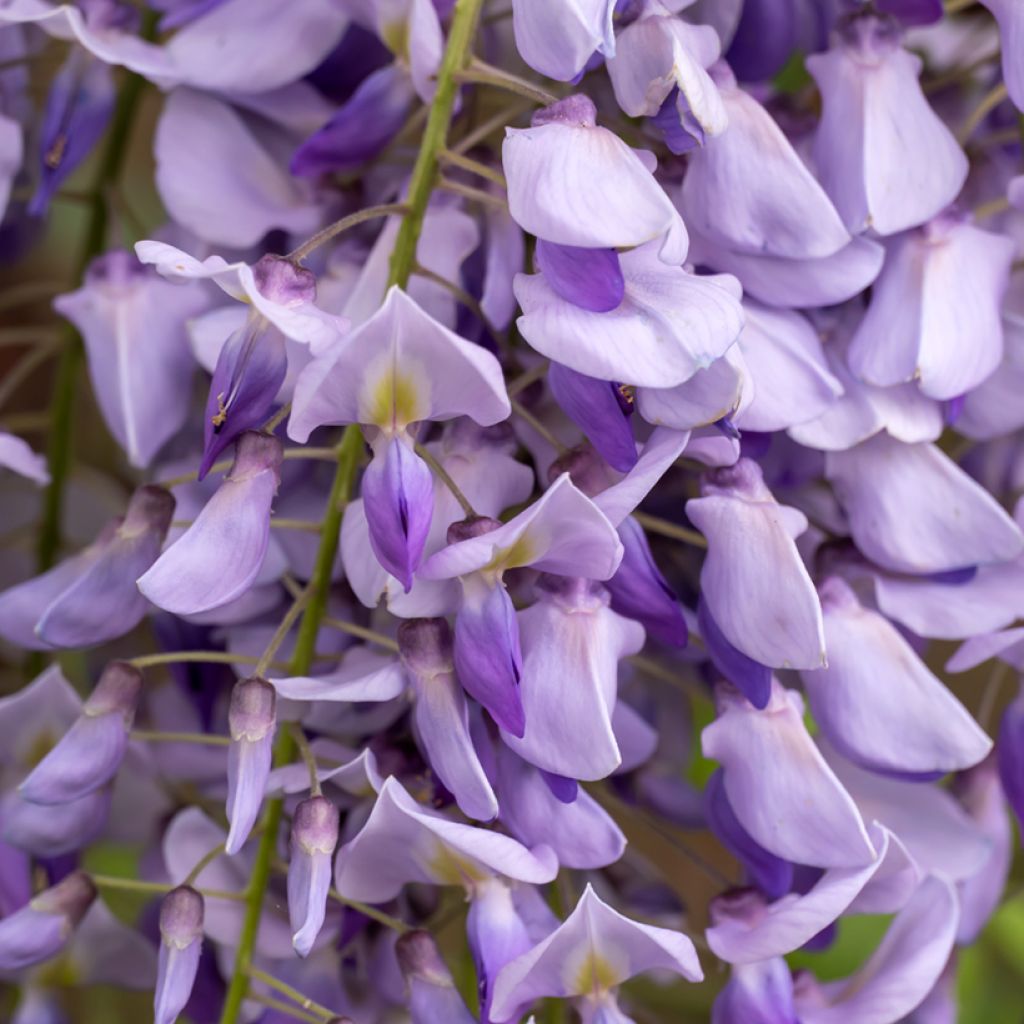 Wisteria sinensis (Samen) - Chinesische Glyzinie