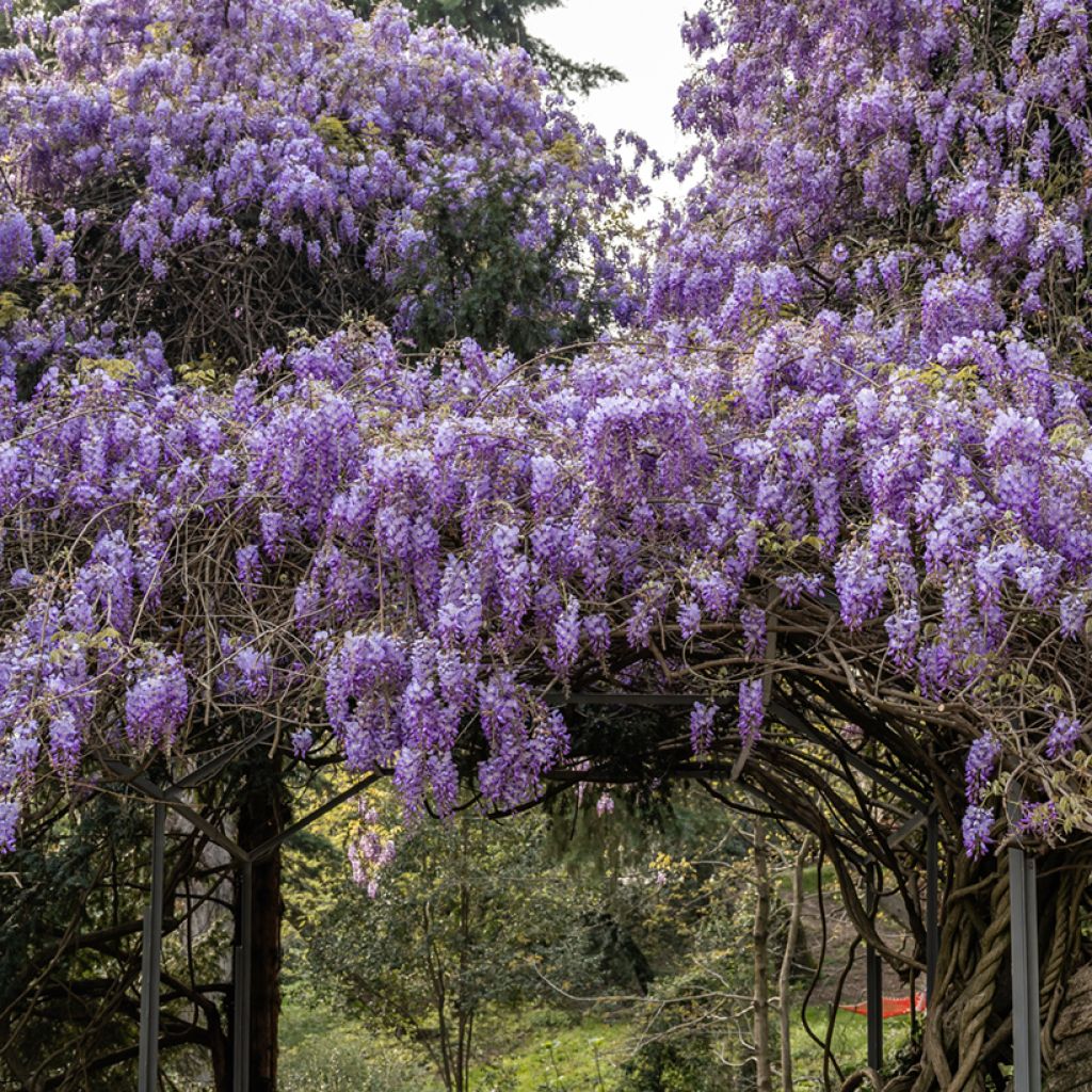 Wisteria sinensis (Samen) - Chinesische Glyzinie