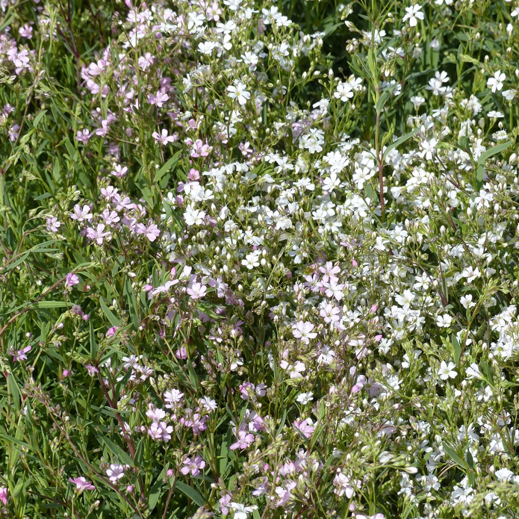 Kriechendes Albarosa Mix (Samen) - Gypsophila repens