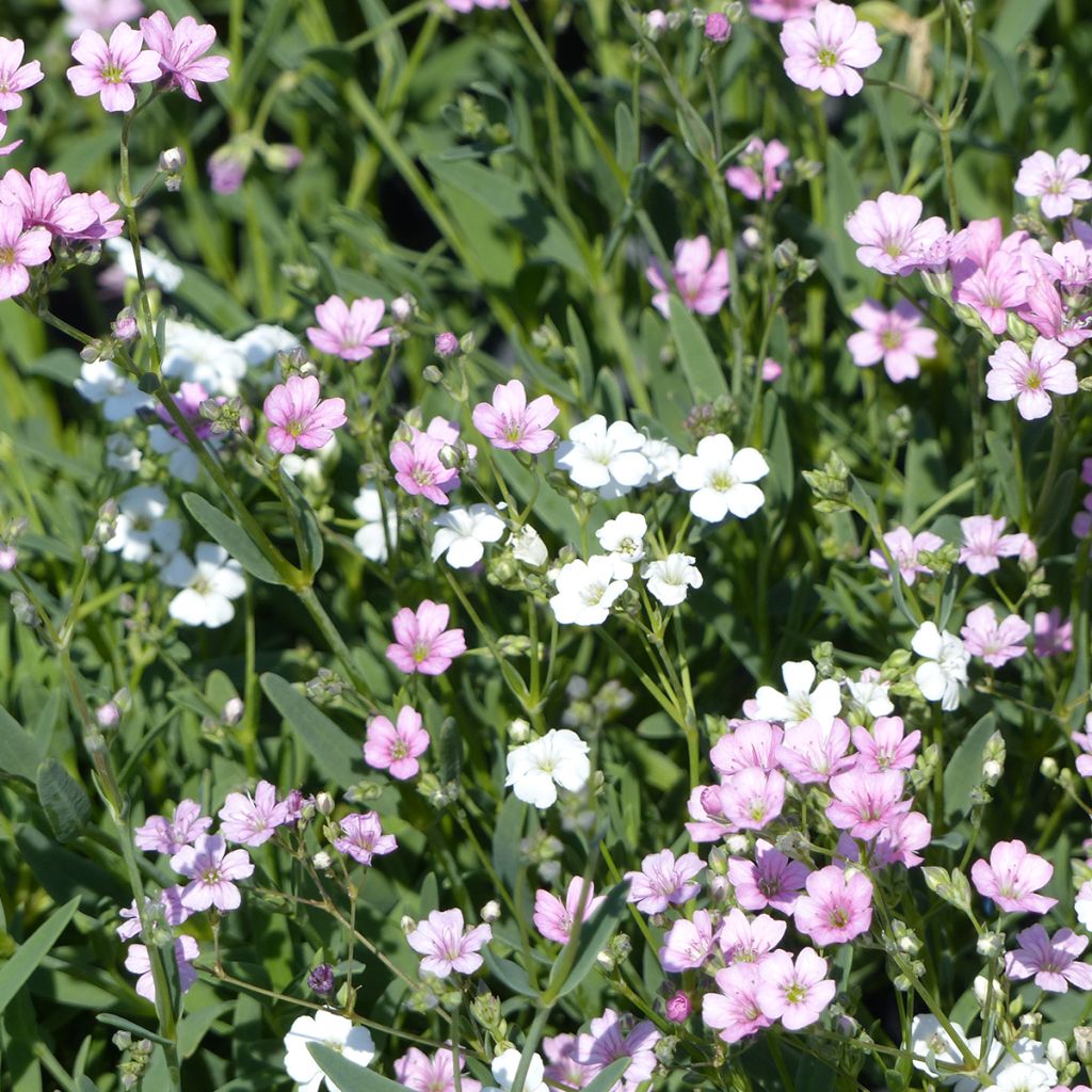 Kriechendes Albarosa Mix (Samen) - Gypsophila repens
