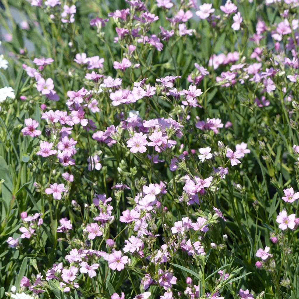 Kriechendes Rosea (Samen) - Gypsophila repens