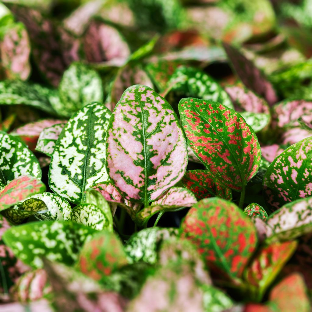 Hypoestes Coloratus Mix (Samen)