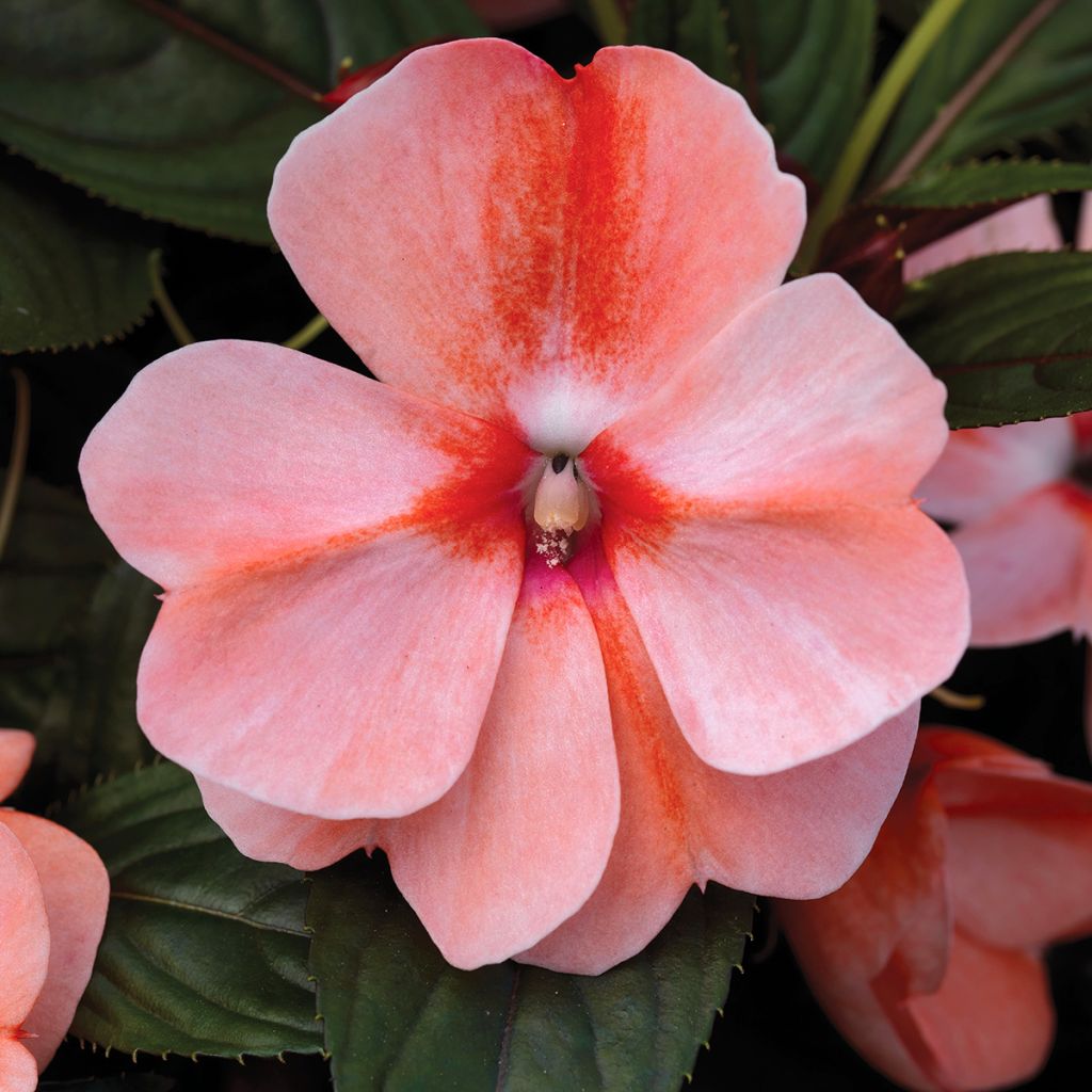 Fleißige Lieschen Florific Sweet Orange Mixed (Samen) - Impatiens