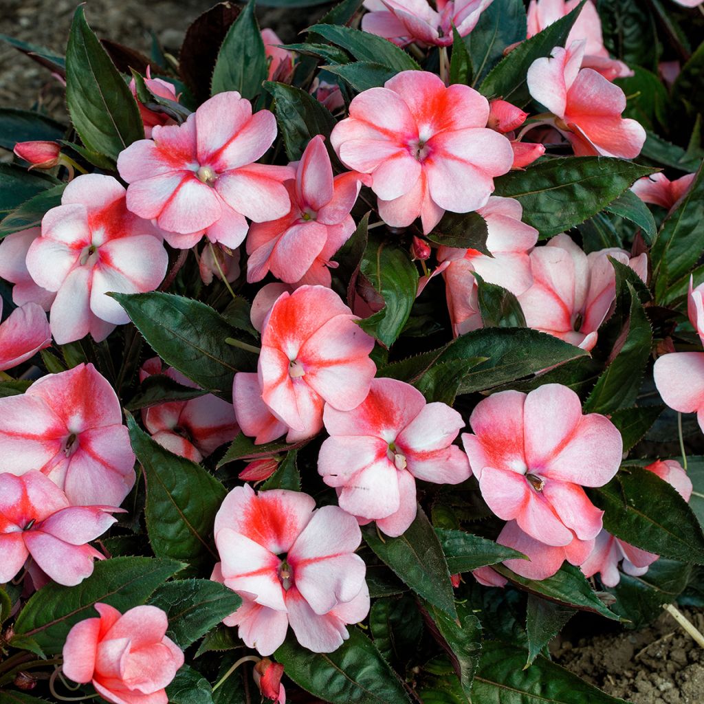 Fleißige Lieschen Florific Sweet Orange Mixed (Samen) - Impatiens
