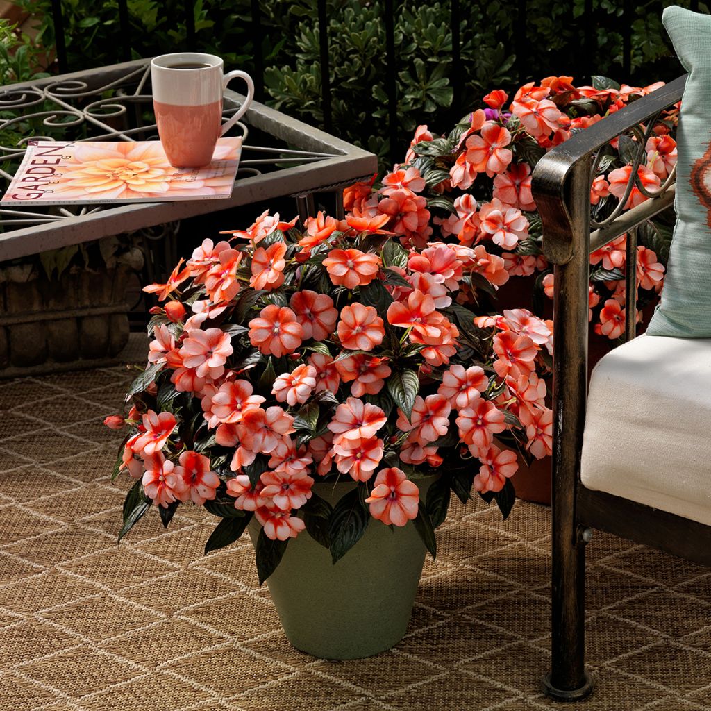 Fleißige Lieschen Florific Sweet Orange Mixed (Samen) - Impatiens