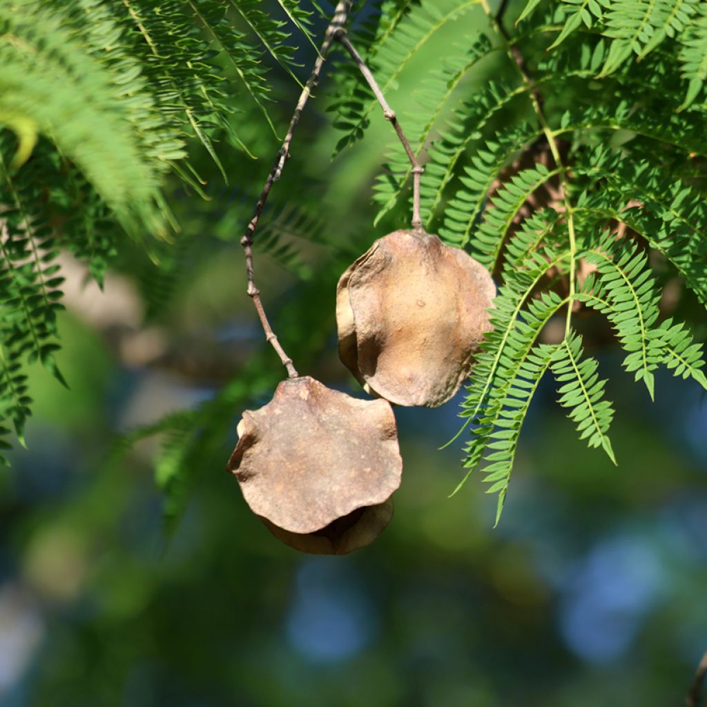 Jacaranda mimosifolia (Samen) - Palisanderholzbaum