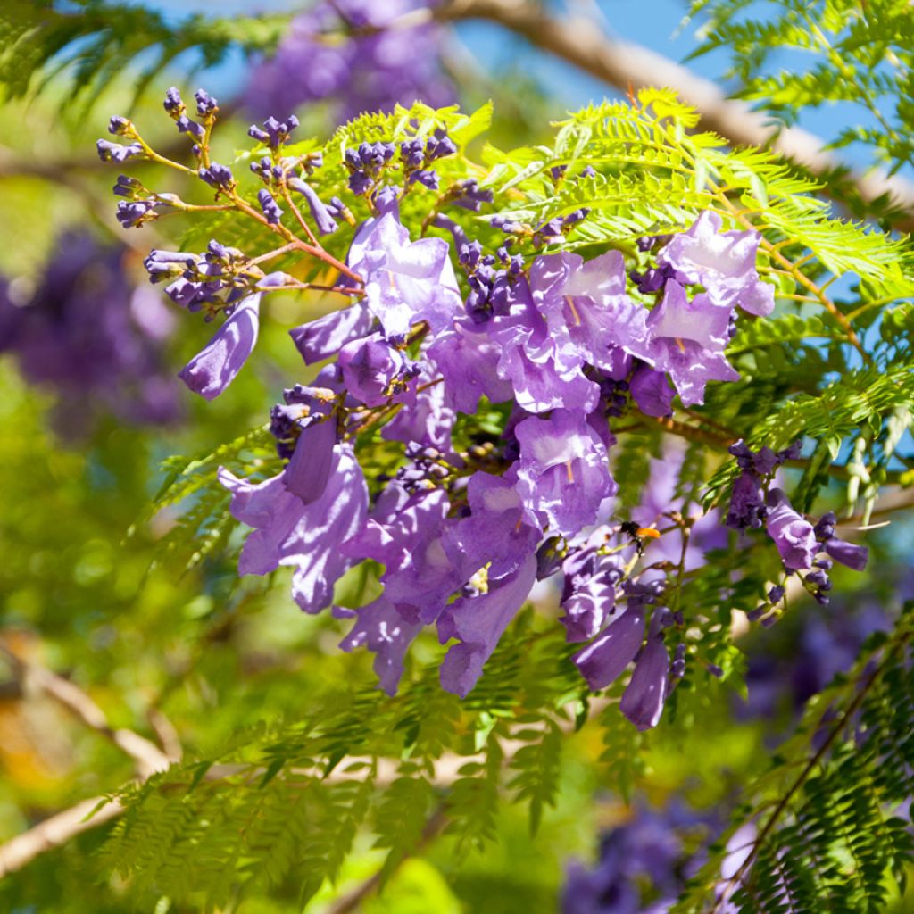 Jacaranda mimosifolia (Samen) - Palisanderholzbaum