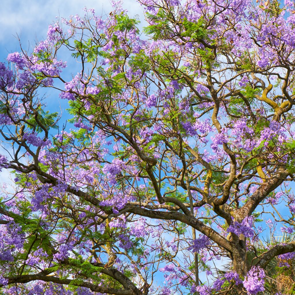 Jacaranda mimosifolia (Samen) - Palisanderholzbaum