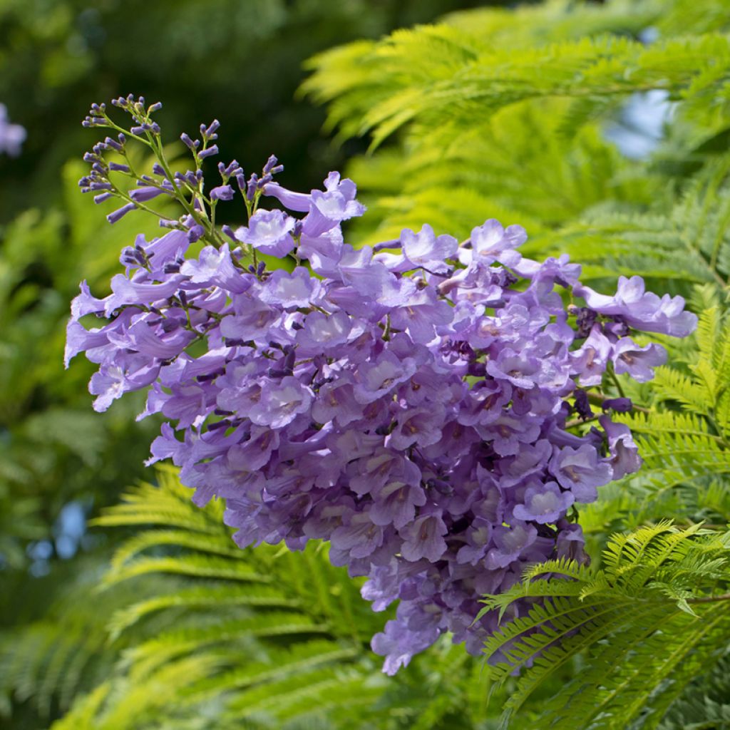 Jacaranda mimosifolia (Samen) - Palisanderholzbaum
