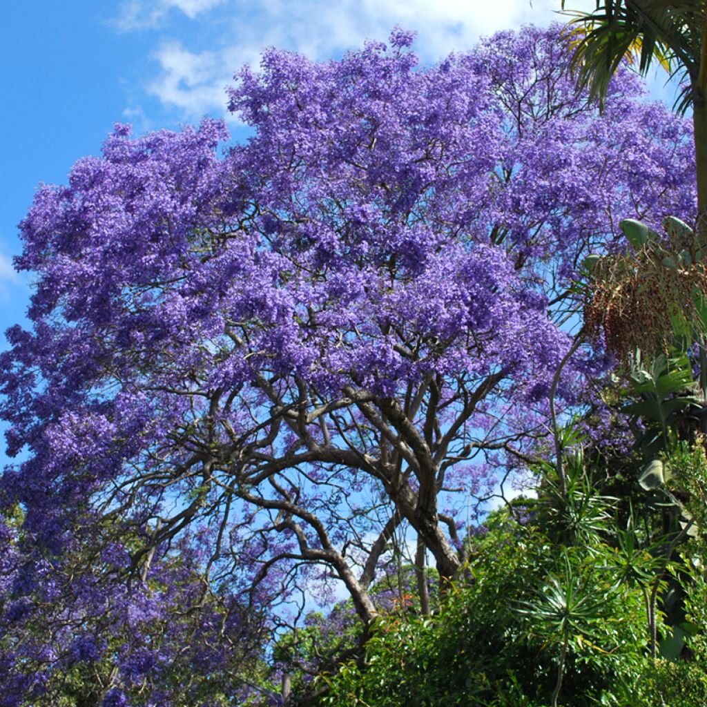 Jacaranda mimosifolia (Samen) - Palisanderholzbaum
