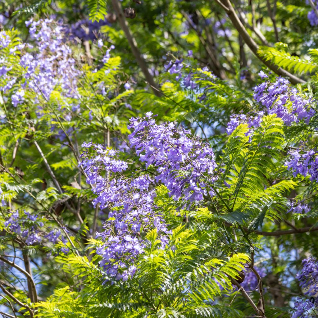 Jacaranda mimosifolia (Samen) - Palisanderholzbaum