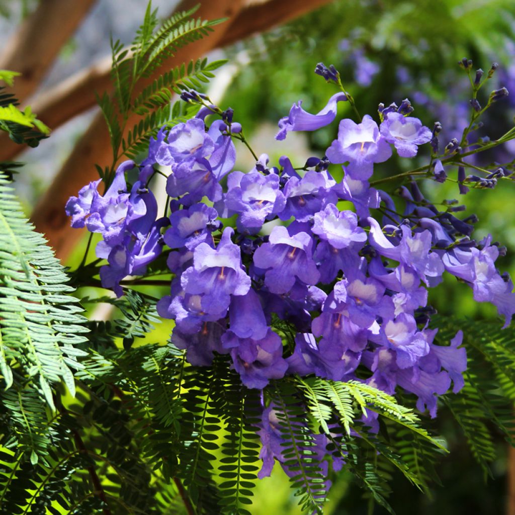 Jacaranda mimosifolia (Samen) - Palisanderholzbaum