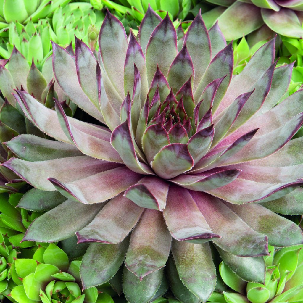 Hauswurz Hippie Chicks (Pillierte Samen) - Sempervivum