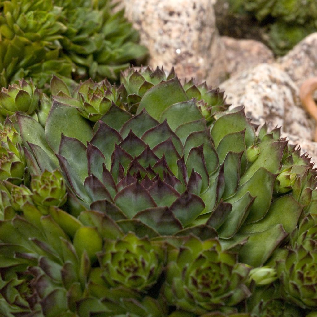Hauswurz Hippie Chicks (Pillierte Samen) - Sempervivum