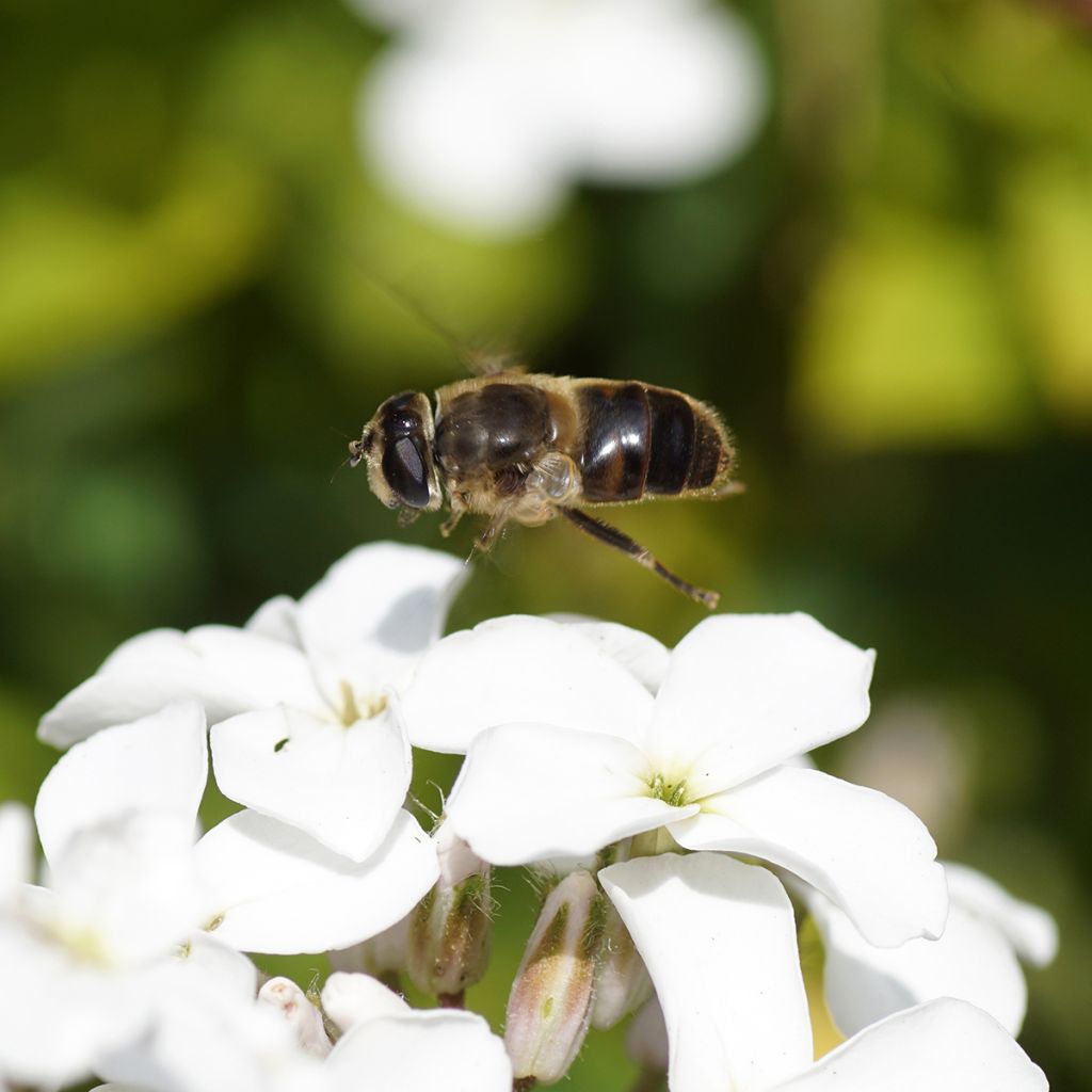 Gemeine Nachtviole Alba (Samen) - Hesperis matronalis