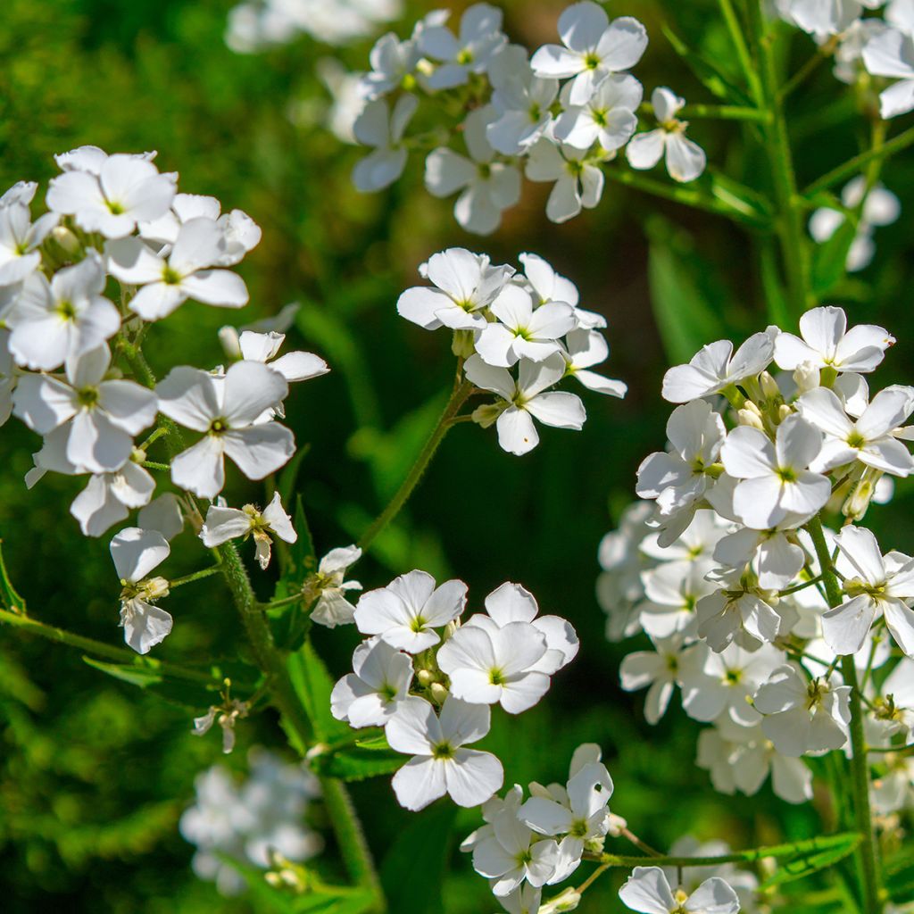 Gemeine Nachtviole Alba (Samen) - Hesperis matronalis