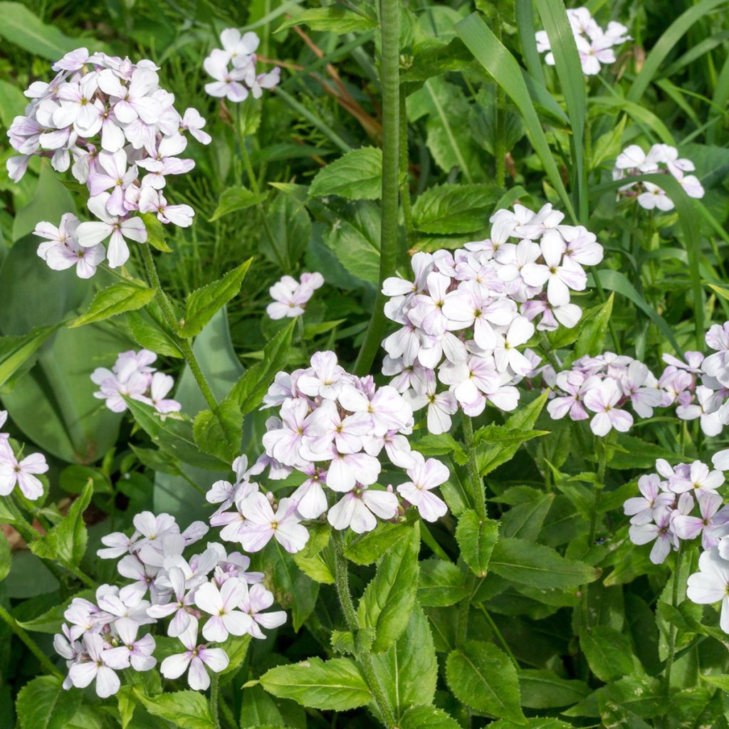 Gemeine Nachtviole Alba (Samen) - Hesperis matronalis