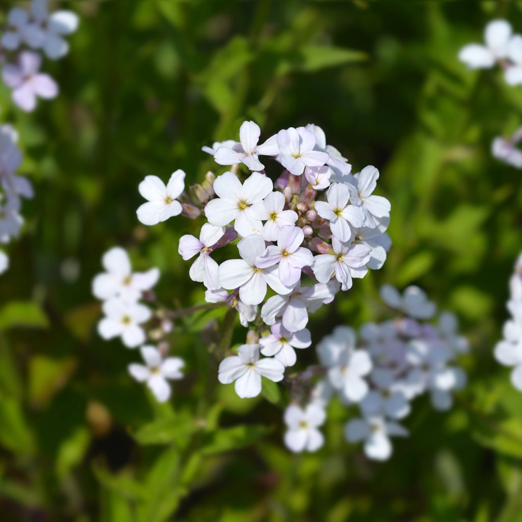 Gemeine Nachtviole Alba (Samen) - Hesperis matronalis