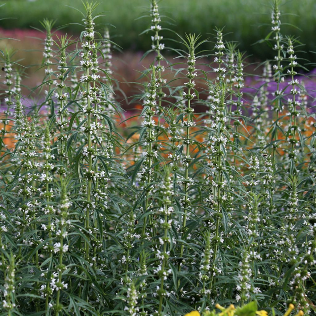 Leonurus sibiricus Alba (Samen) - Sibirisches Herzgespann