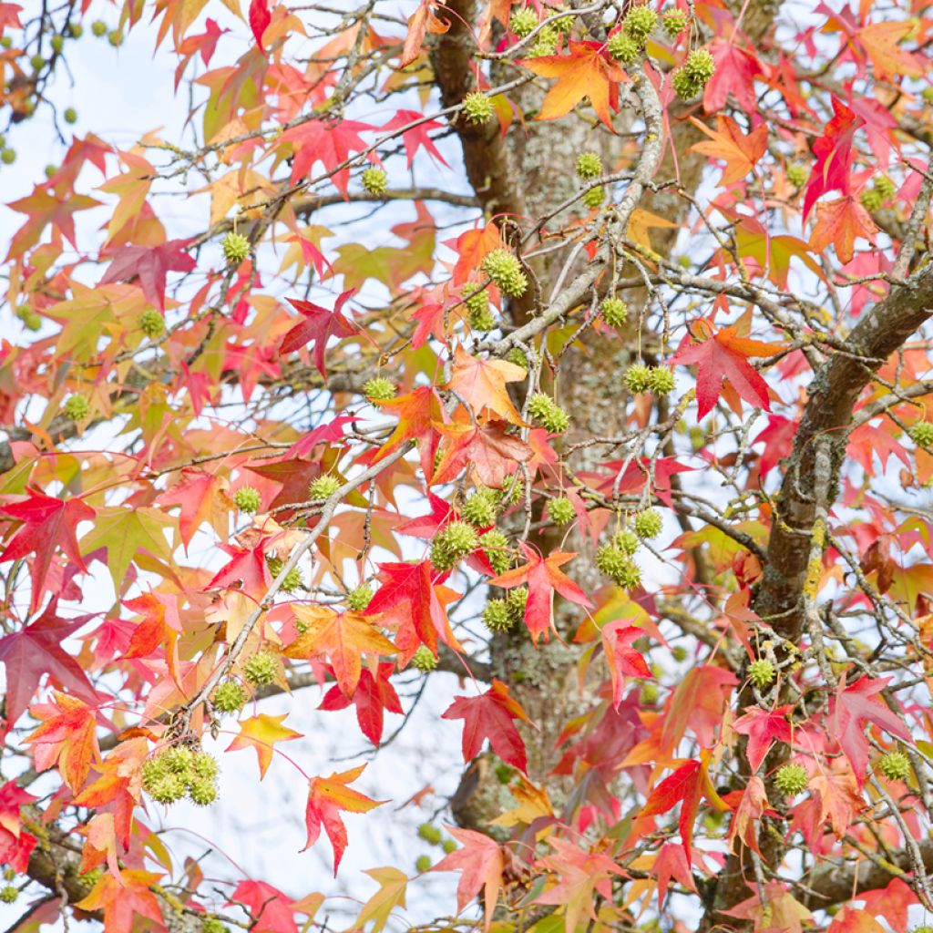 Liquidambar styraciflua (Samen) - Amberbaum