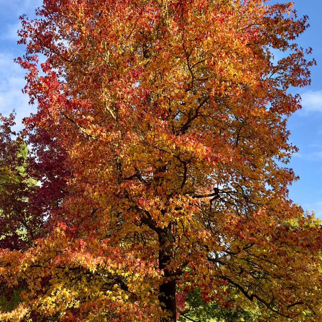 Liquidambar styraciflua (Samen) - Amberbaum