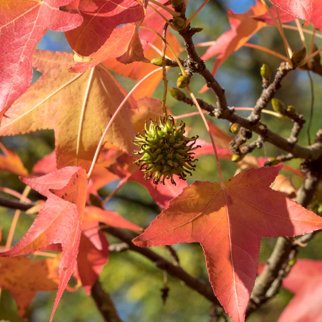 Liquidambar styraciflua (Samen) - Amberbaum