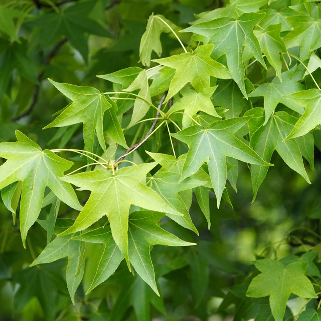 Liquidambar styraciflua (Samen) - Amberbaum