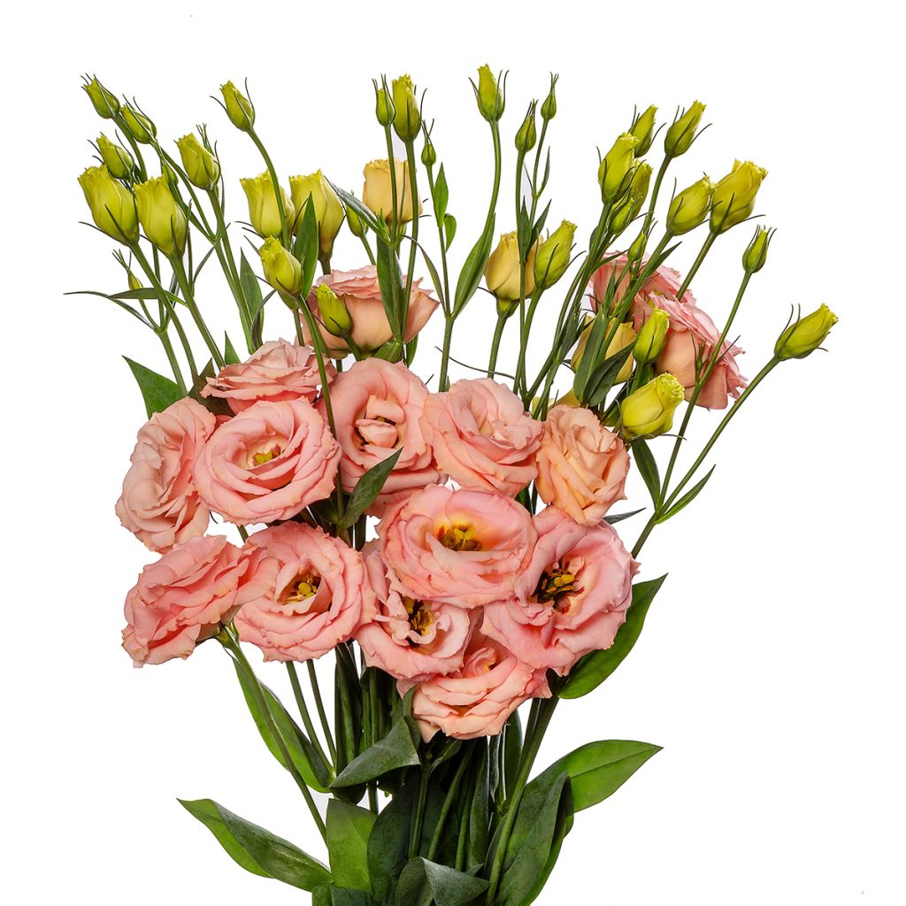 Graines de Lisianthus F1 LisAdora Apricot III (graines enrobées)