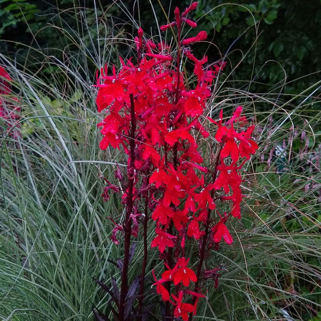 Lobelia fulgens Queen Victoria (Samen) - Lobelie