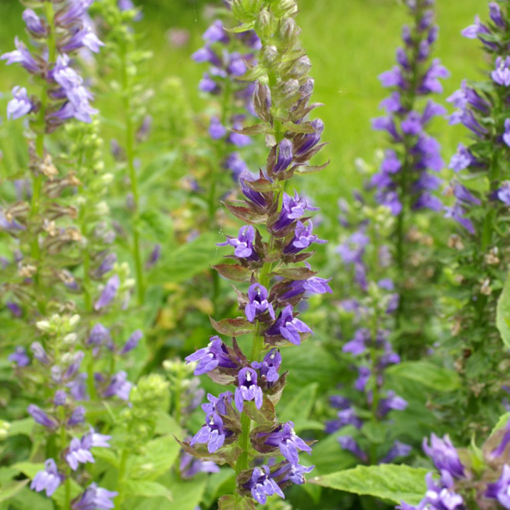 Lobelia siphilitica Clear Blue - Stauden-Lobelie
