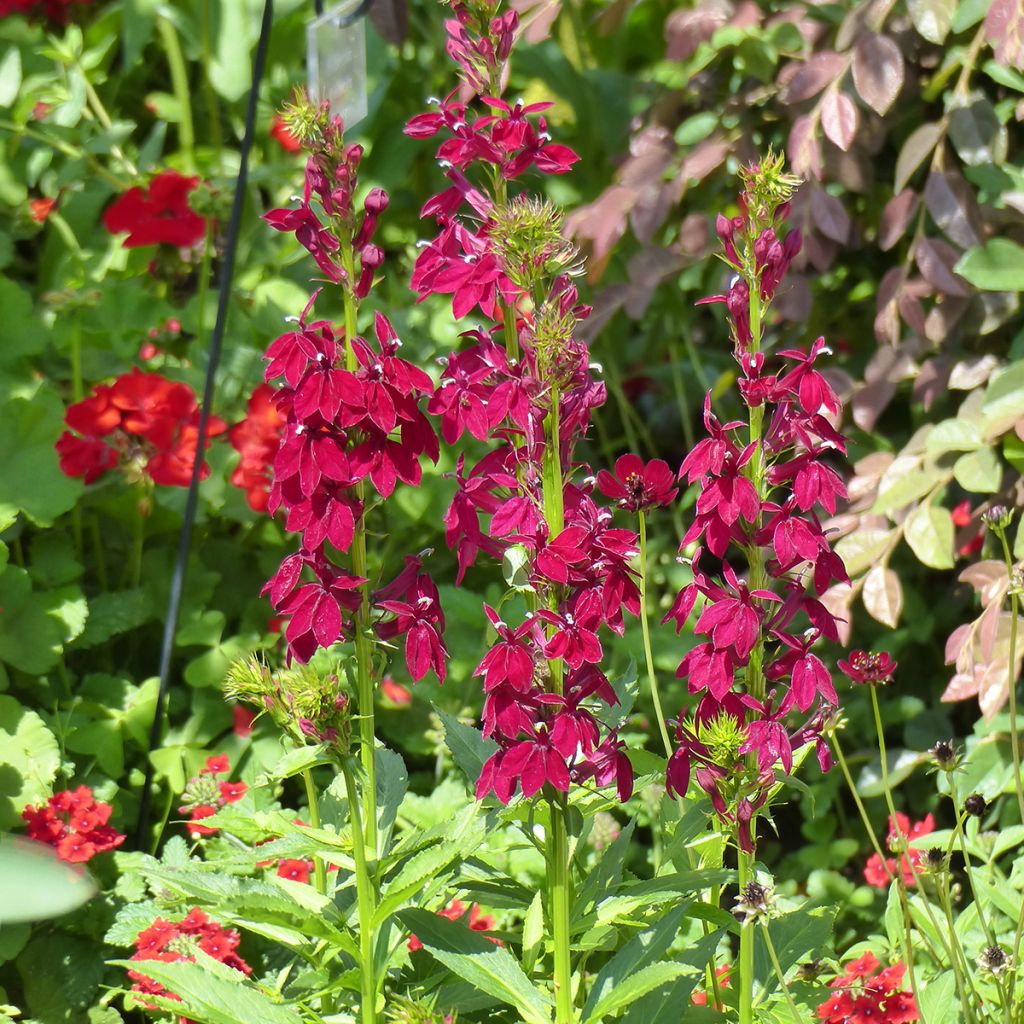 Prachtlobelie Fan Burgundy (Samen) - Lobelia speciosa