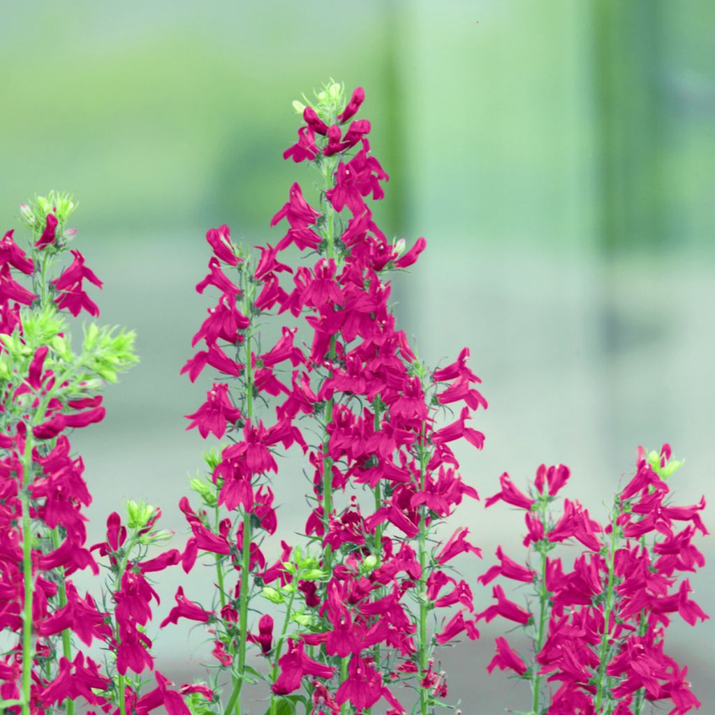 Prachtlobelie Fan Scarlet (Samen) - Lobelia speciosa