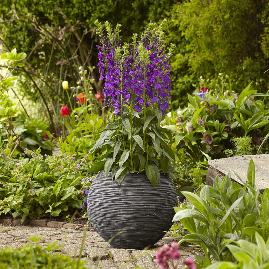 Prachtlobelie Starship Blue (Samen) - Lobelia speciosa