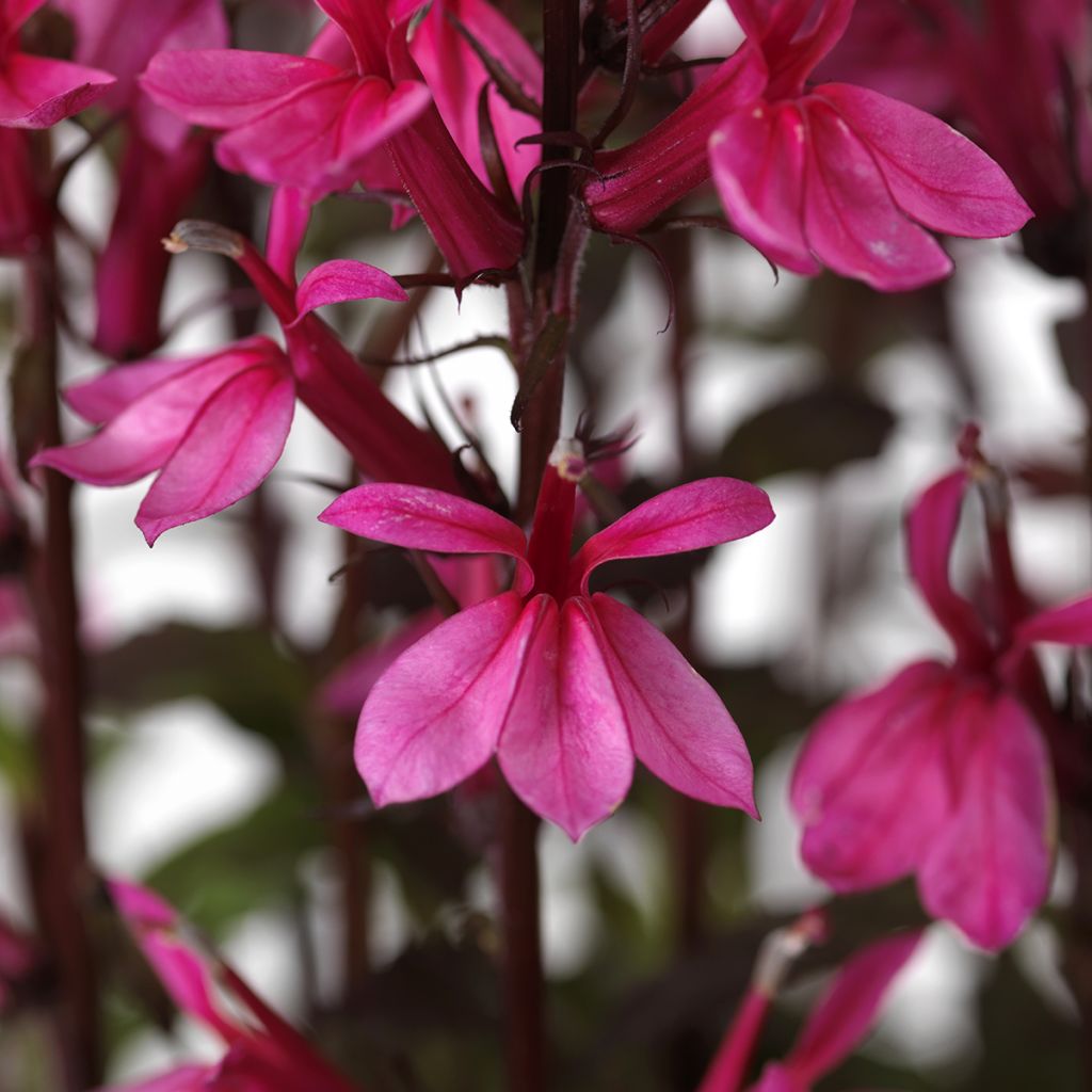 Prachtlobelie Starship Rose (Samen) - Lobelia speciosa
