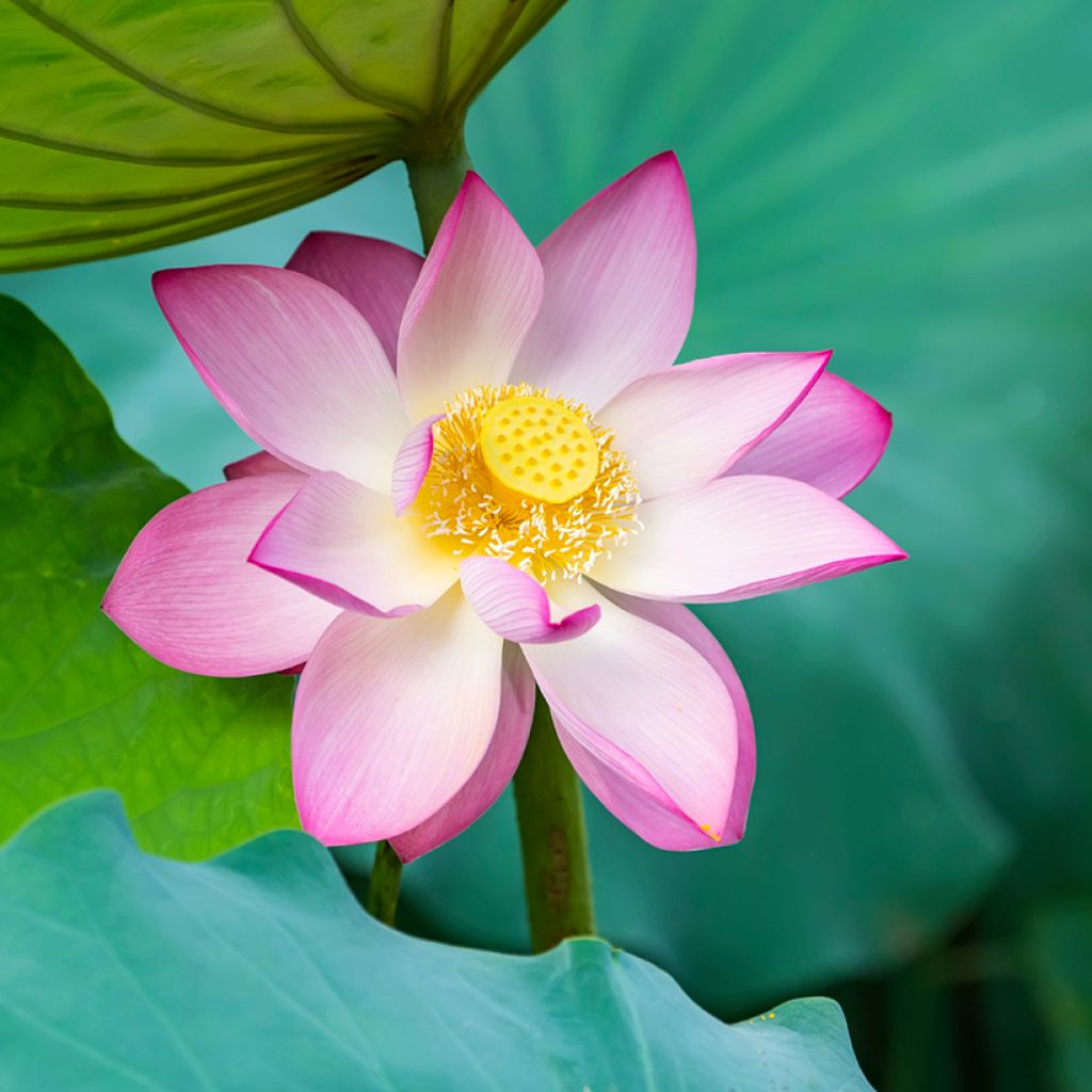 Nelumbo nucifera (Samen) - Indische Lotosblume