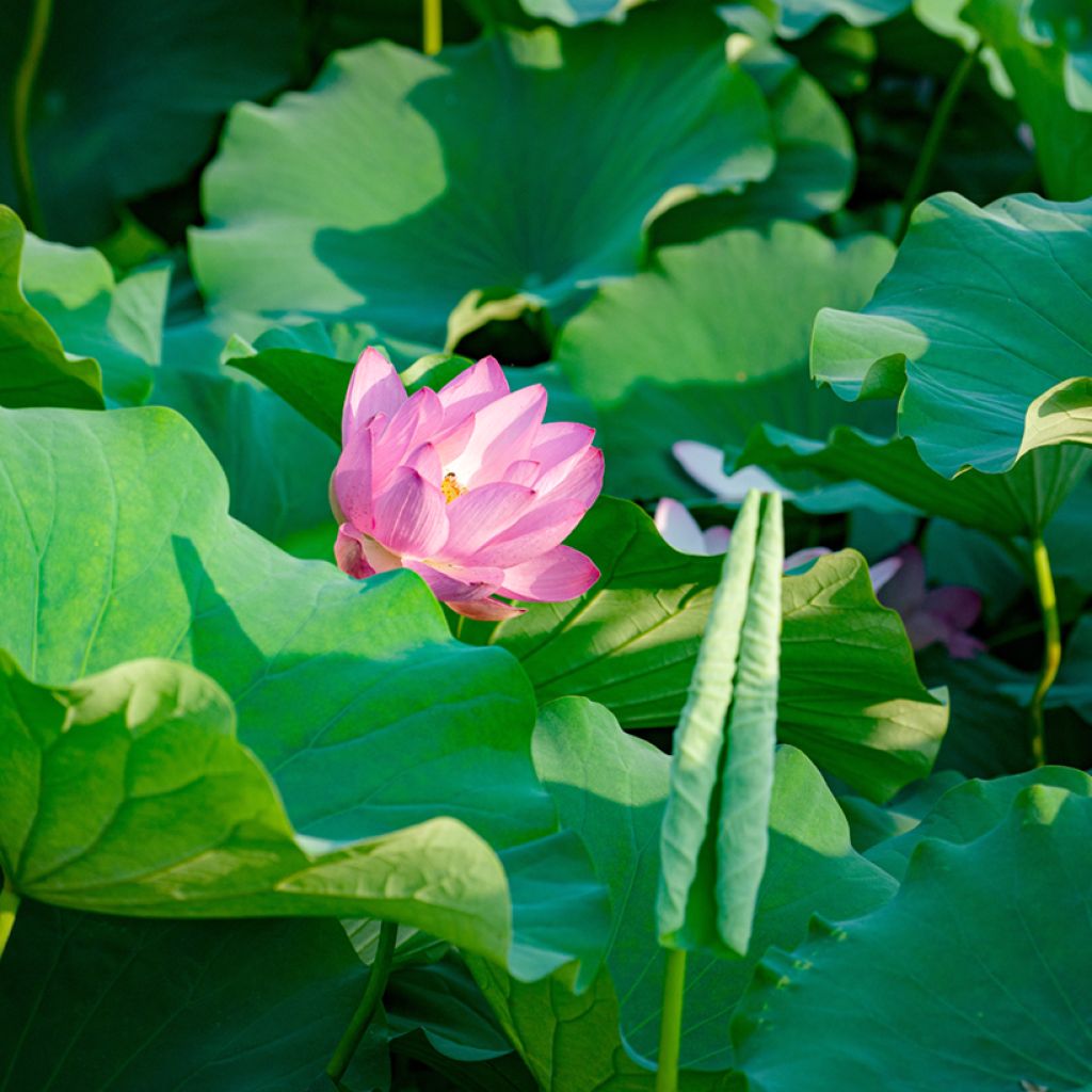 Nelumbo nucifera (Samen) - Indische Lotosblume