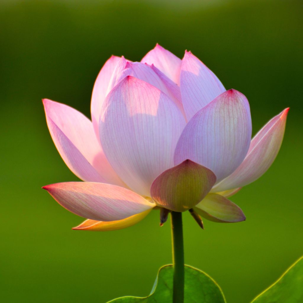 Nelumbo nucifera (Samen) - Indische Lotosblume