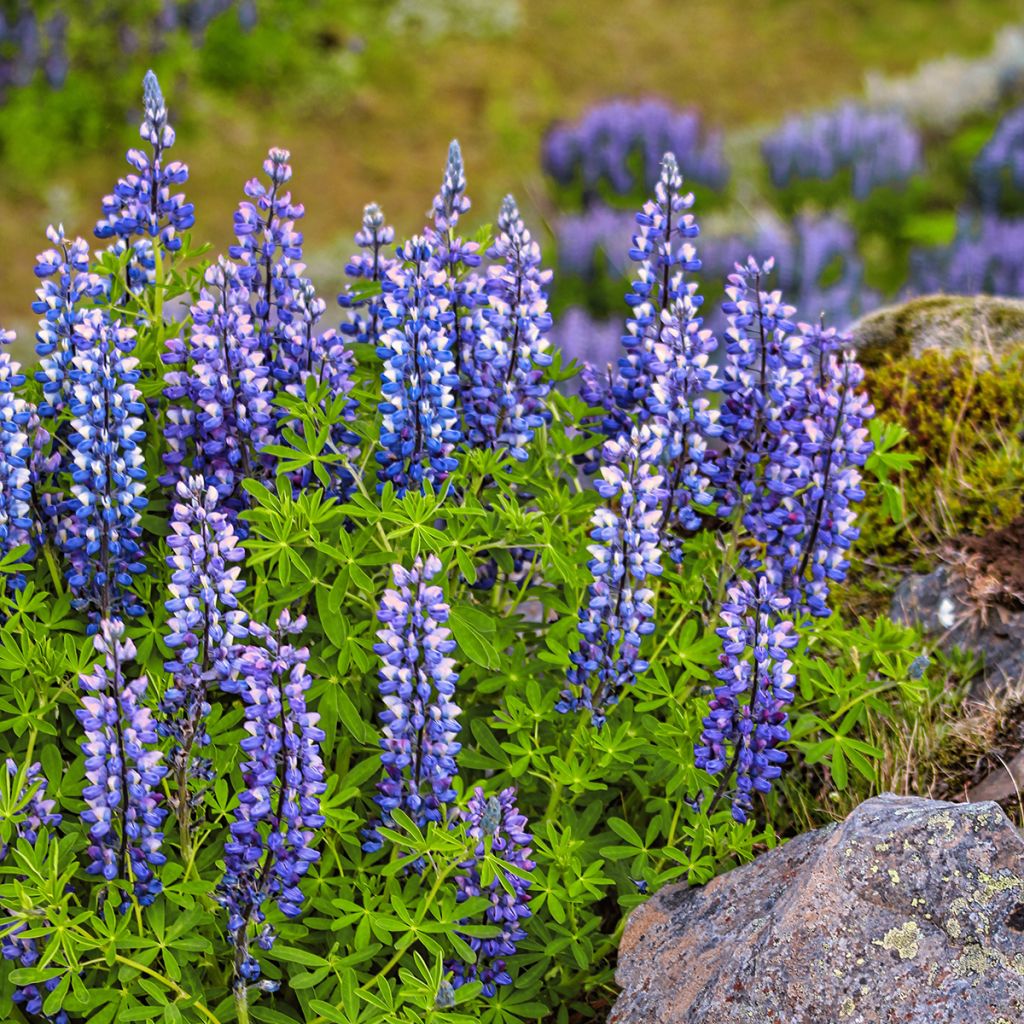 Ausdauernde Lupine (Samen) - Lupinus perennis